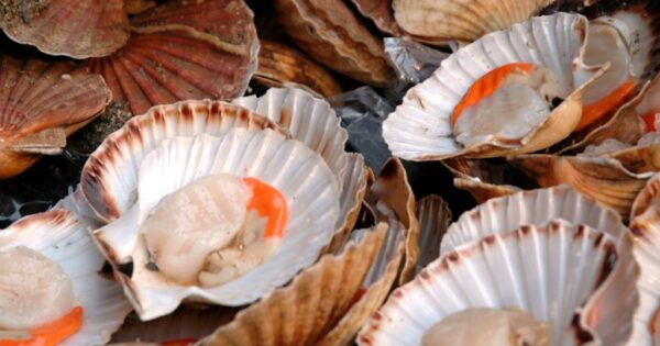 scallop festival